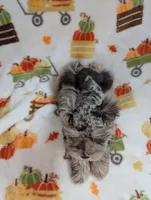 Annie, a female Miniature Schnauzer for sale in League City, TX – 2 of 6