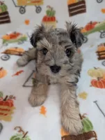 Levi, a male Miniature Schnauzer for sale in League City, TX – 5 of 8