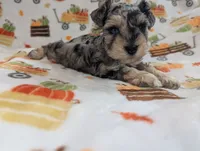 Armin, a male Miniature Schnauzer for sale in League City, TX – 3 of 7