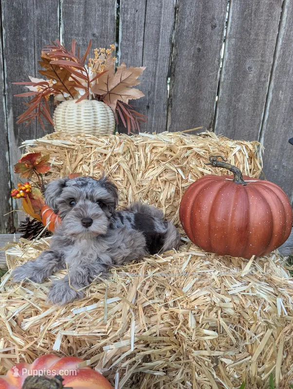 Annie – Miniature Schnauzer puppy for sale in League City, TX
