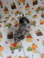Annie, a female Miniature Schnauzer for sale in League City, TX – 3 of 6