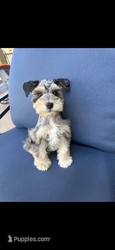 Eren – Miniature Schnauzer puppy for sale in League City, TX