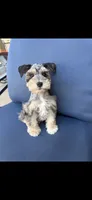 Eren, a male Miniature Schnauzer for sale in League City, TX – 1 of 10