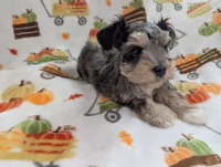 Eren, a male Miniature Schnauzer for sale in League City, TX – 5 of 7