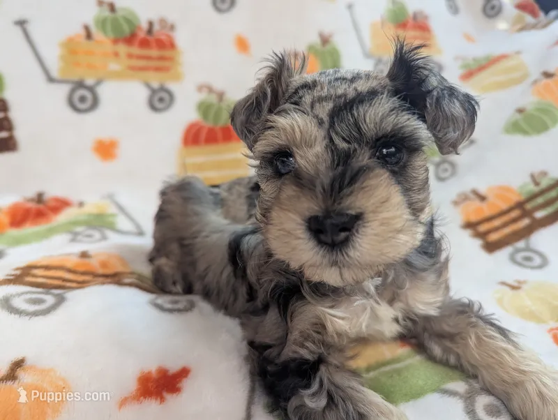 Armin – Miniature Schnauzer puppy for sale in League City, TX