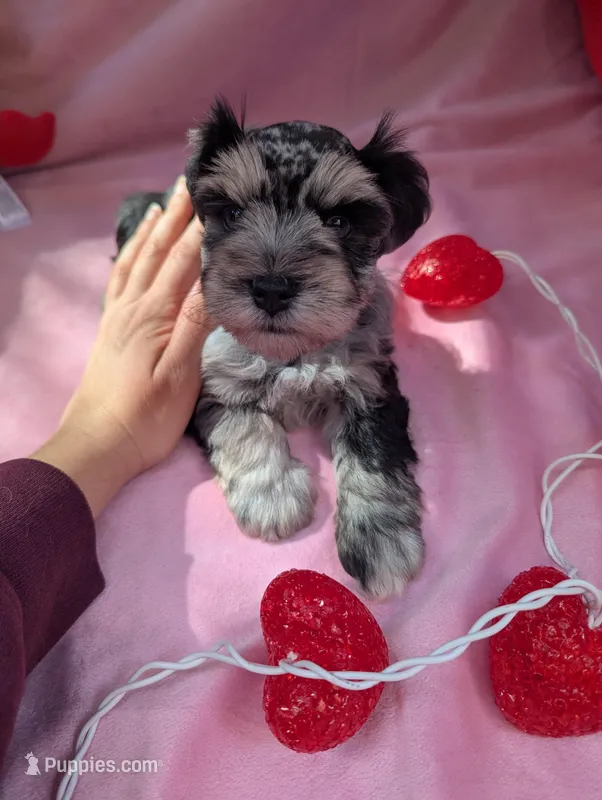Benedict , a male Miniature Schnauzer for sale in League City, TX – Photo 1 of 8