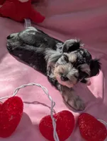 Benedict , a male Miniature Schnauzer for sale in League City, TX – Photo 4 of 8
