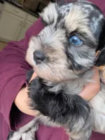 Benedict , a male Miniature Schnauzer for sale in League City, TX – Photo 2 of 8