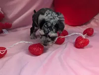 Benedict , a male Miniature Schnauzer for sale in League City, TX – Photo 5 of 8