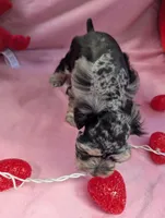 Benedict , a male Miniature Schnauzer for sale in League City, TX – Photo 3 of 8