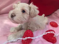 Gatsby, a male Miniature Schnauzer for sale in League City, TX – Photo 4 of 9