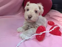 Gatsby, a male Miniature Schnauzer for sale in League City, TX – Photo 1 of 9