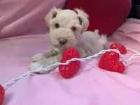 Gatsby, a male Miniature Schnauzer for sale in League City, TX – Photo 3 of 9