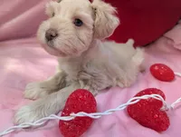 Gatsby, a male Miniature Schnauzer for sale in League City, TX – Photo 2 of 9