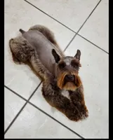 Gatsby, a male Miniature Schnauzer for sale in League City, TX – Photo 9 of 9