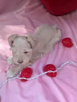 Gatsby, a male Miniature Schnauzer for sale in League City, TX – Photo 5 of 9