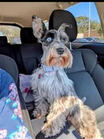 Gatsby, a male Miniature Schnauzer for sale in League City, TX – Photo 8 of 9