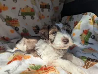 Erwin, a male Miniature Schnauzer for sale in League City, TX – 4 of 6
