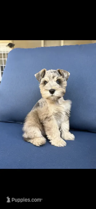 Levi – Miniature Schnauzer puppy for sale in League City, TX
