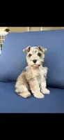 Levi, a male Miniature Schnauzer for sale in League City, TX – 1 of 10