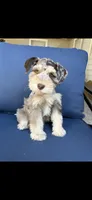 Zeke, a male Miniature Schnauzer for sale in League City, TX – 5 of 8
