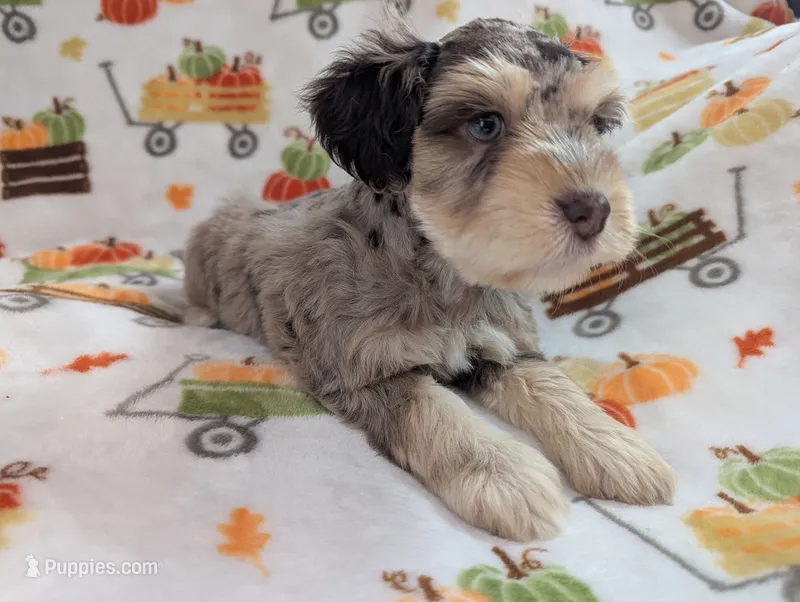 Zeke – Miniature Schnauzer puppy for sale in League City, TX
