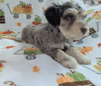 Zeke, a male Miniature Schnauzer for sale in League City, TX – 4 of 6