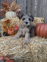 Levi, a male Miniature Schnauzer for sale in League City, TX – 8 of 10