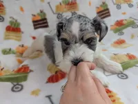 Mina, a female Miniature Schnauzer for sale in League City, TX – 2 of 7