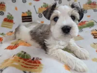 Ymir, a female Miniature Schnauzer for sale in League City, TX – 4 of 5