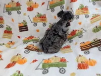 Eren, a male Miniature Schnauzer for sale in League City, TX – 3 of 7