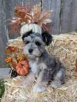 Eren, a male Miniature Schnauzer for sale in League City, TX – 4 of 10