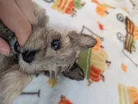 Levi, a male Miniature Schnauzer for sale in League City, TX – 4 of 8