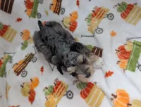 Eren, a male Miniature Schnauzer for sale in League City, TX – 4 of 7