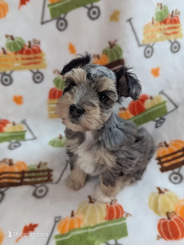 Eren – Miniature Schnauzer puppy for sale in League City, TX