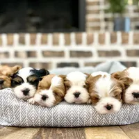 Waitlist, a  Cavalier King Charles Spaniel for sale in Jackson, OH – Photo 7 of 9