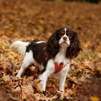 Waitlist, a  Cavalier King Charles Spaniel for sale in Jackson, OH – Photo 1 of 9