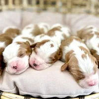 Waitlist, a  Cavalier King Charles Spaniel for sale in Jackson, OH – Photo 9 of 9