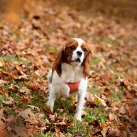 Waitlist, a  Cavalier King Charles Spaniel for sale in Jackson, OH – Photo 6 of 9