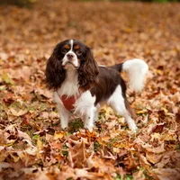 Waitlist, a  Cavalier King Charles Spaniel for sale in Jackson, OH – Photo 3 of 9