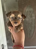Coco, a male Yorkshire Terrier for sale in Trumbull, CT – 3 of 4