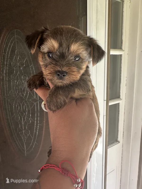 Coco – Yorkshire Terrier puppy for sale in Trumbull, CT