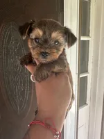 Coco, a male Yorkshire Terrier for sale in Trumbull, CT – 1 of 4