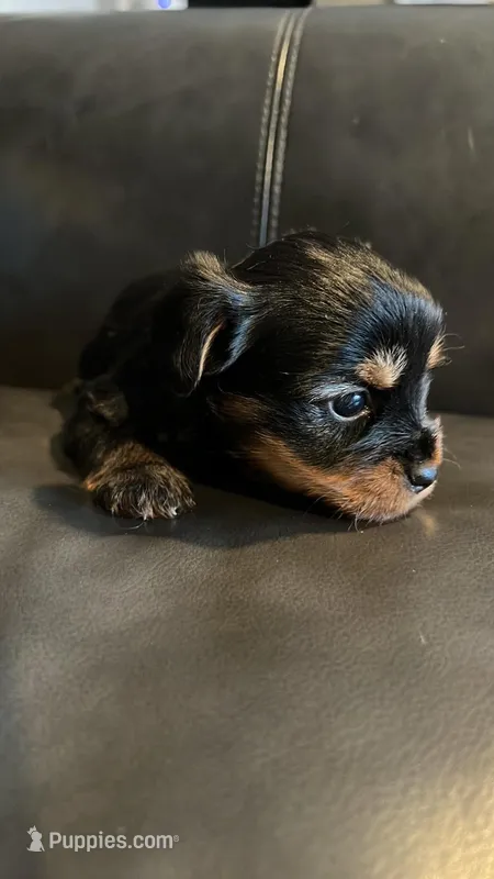 Niko – Yorkshire Terrier puppy for sale in Trumbull, CT