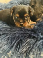 Niko, a male Yorkshire Terrier for sale in Trumbull, CT – 2 of 2