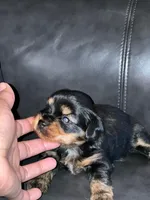 Milo, a male Yorkshire Terrier for sale in Trumbull, CT – 2 of 2