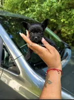 Onyx, a male Yorkshire Terrier for sale in Trumbull, CT – 1 of 2