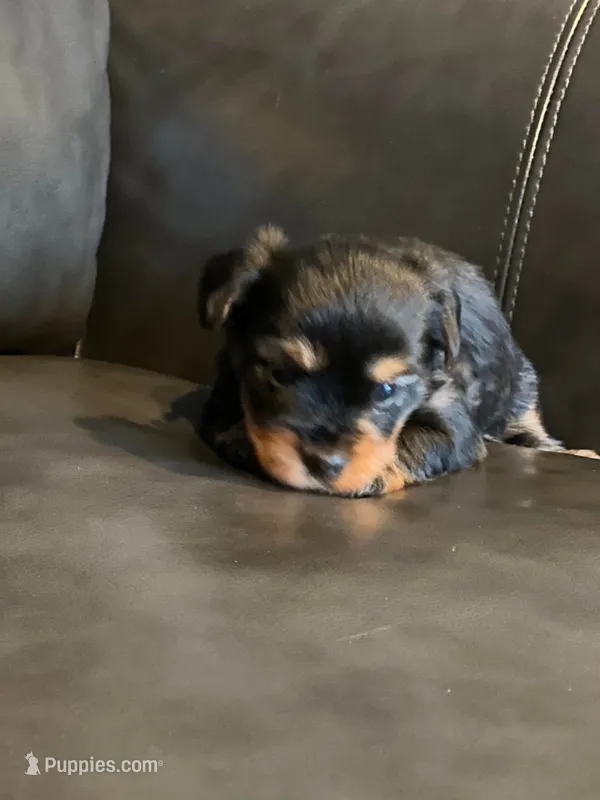 Milo – Yorkshire Terrier puppy for sale in Trumbull, CT
