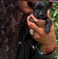 Onyx, a male Yorkshire Terrier for sale in Trumbull, CT – 2 of 2