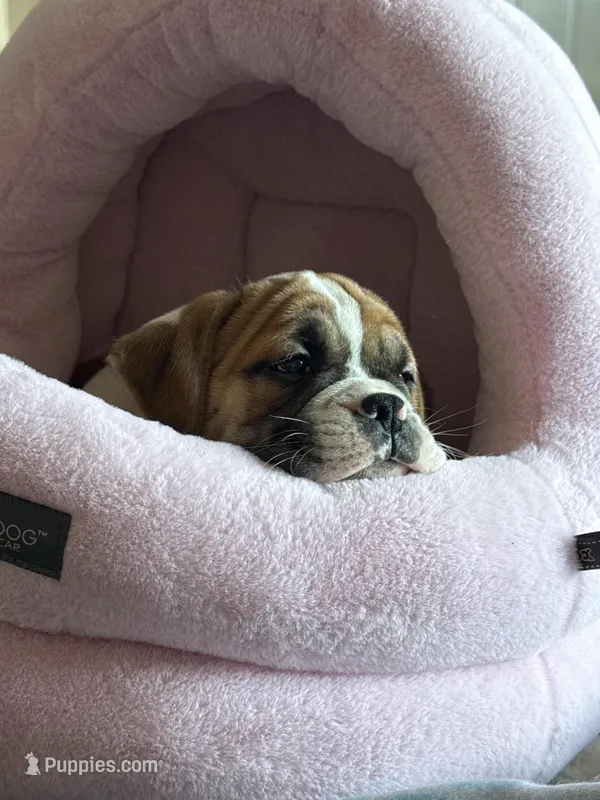 Rocko – English Bulldog, Puggle puppy for sale in Buffalo, NY